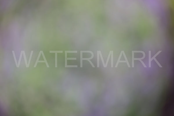 Blurred Backgrounds Volume 2