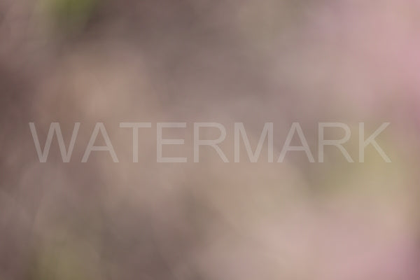 Blurred Backgrounds Volume 2