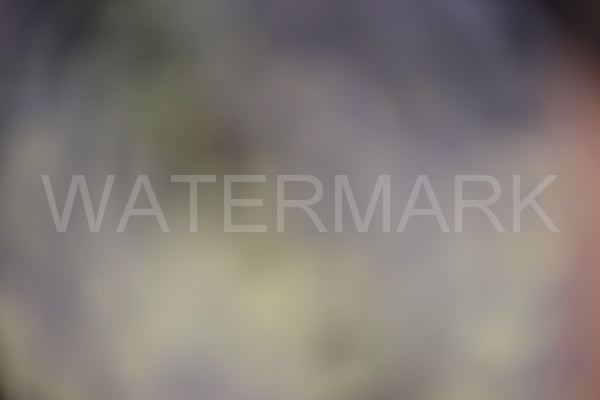 Blurred Backgrounds Volume 2