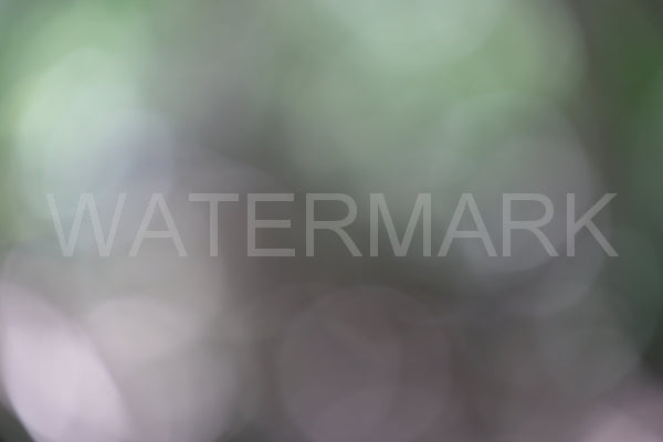 Blurred Backgrounds Volume 2