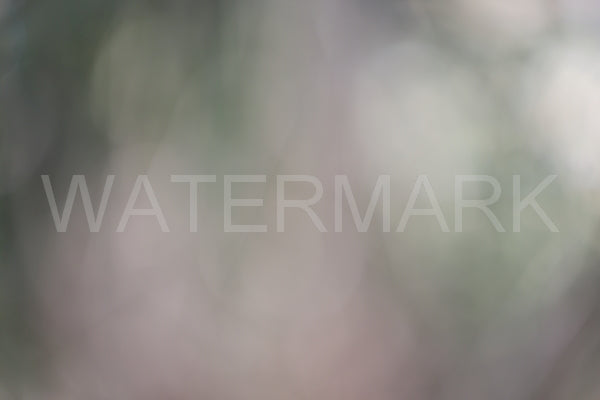 Blurred Backgrounds Volume 3
