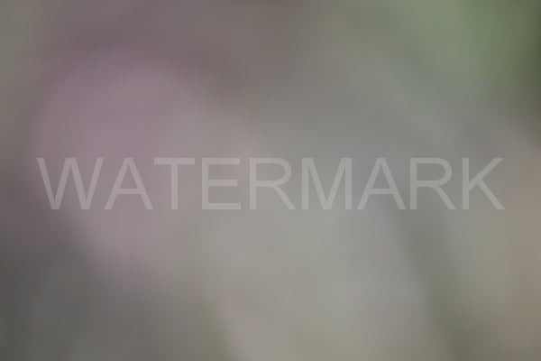 Blurred Backgrounds Volume 3