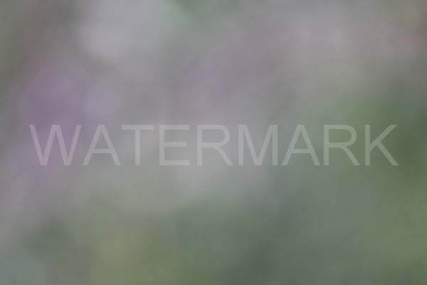 Blurred Backgrounds Volume 1