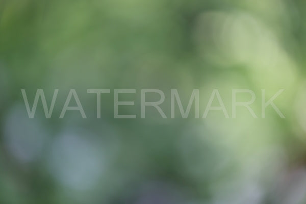 Blurred Backgrounds Volume 1
