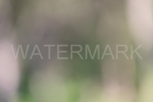 Blurred Backgrounds Volume 1