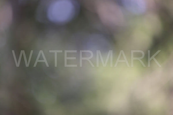 Blurred Backgrounds Volume 1