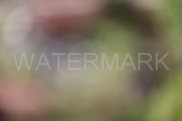 Blurred Backgrounds Volume 1