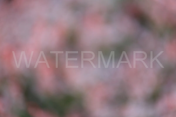 Blurred Backgrounds Volume 1