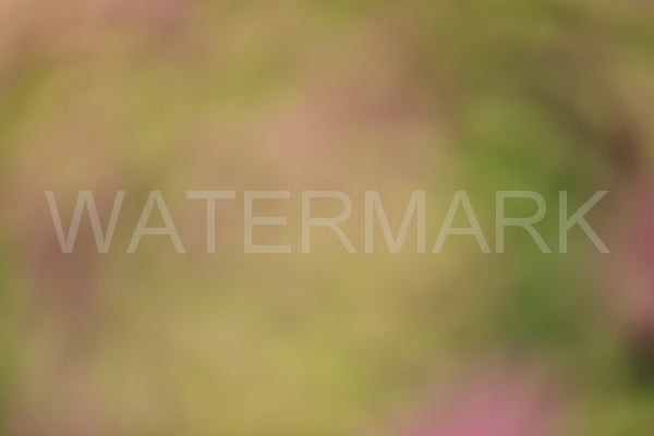 Blurred Backgrounds Volume 1